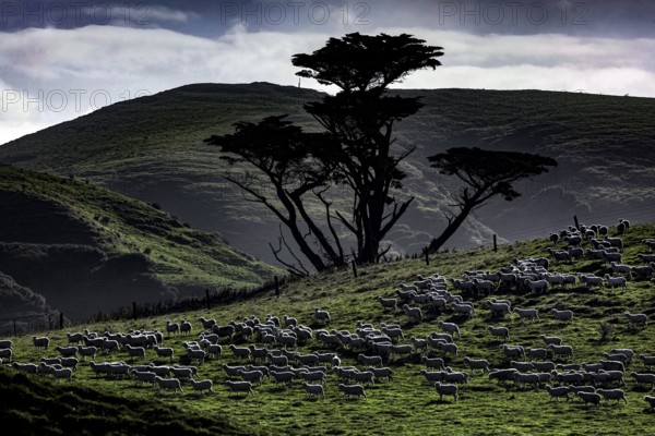 Wharariki Beach with grassy hills and sheep under dramatic skies, zero