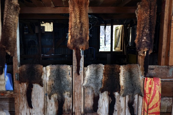 Possum pelts hang in a rustic barn at Wilson Bay Farm, zero
