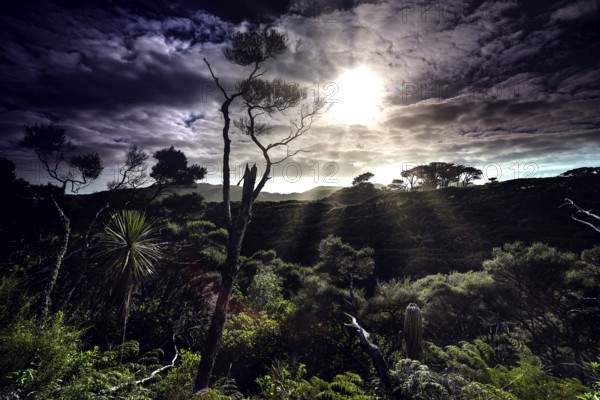 Dramatic landscape with trees and penetrating sunlight on Wharariki Beach, Wharariki Beach, New Zealand