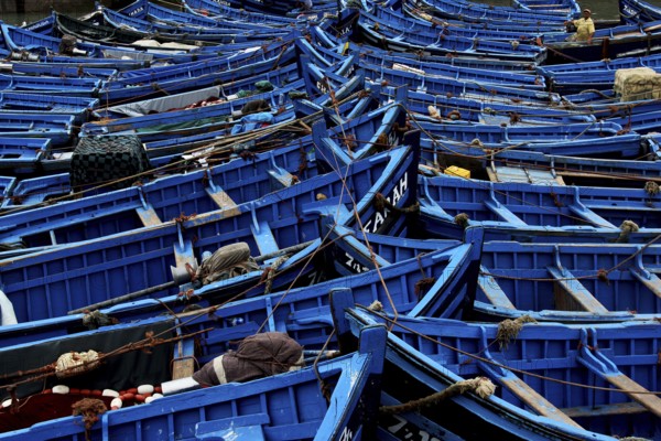 Blue-painted fishing boats close together in the port of Essaouira, Essaouira, Morocco