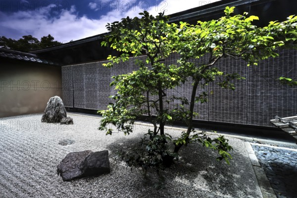 Zen garden with tree and stones in a temple, quiet and peaceful atmosphere, Kyoto, Daisen-in, Japan
