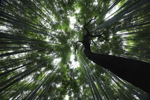 Looking up through the tall bamboo tops in the Arashiyama bamboo forest, Kyoto, Arashiyama, Japan