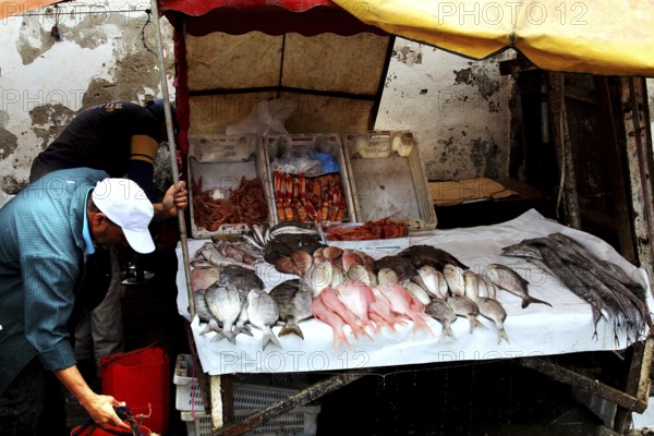 A fishmonger presents a variety of fish for sale in Essaouira, Essaouira, Morocco