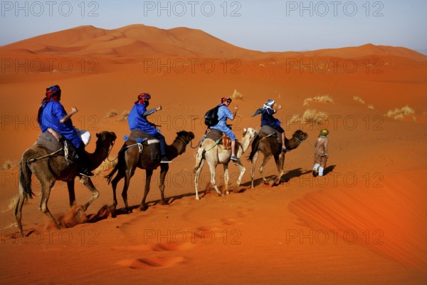 A camel caravan with Bedouins crosses the bright orange sand dunes, Erg Chebbi, Morocco