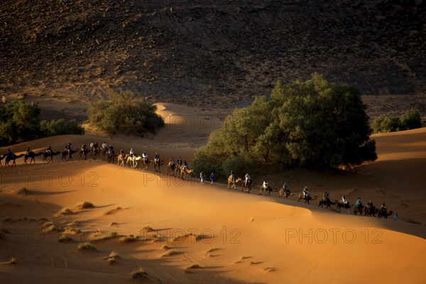 A camel caravan wanders through the sand dunes, illuminated by the low sun, Erg Chebbi, Morocco