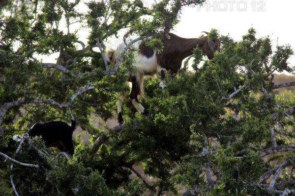 Argan tree with goats peeking out from the thick branches, Essaouira, zero, Morocco