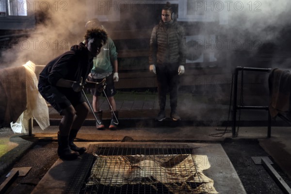 People prepare a traditional hangi in a steaming earth pit in Rotorua, Rotorua, Bay of Plenty, New Zealand