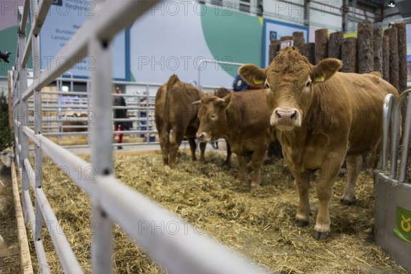Cows in the animal hall at the Green Week at the exhibition center in Berlin on 16.01.2026. The Agricultural and Food Industry Fair will take place from January 16-25, 2026
