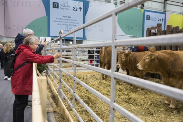 Visitors photograph cows in the animal hall during Green Week on the exhibition grounds in Berlin on 16.01.2026. The Agricultural and Food Industry Fair will take place from January 16-25, 2026