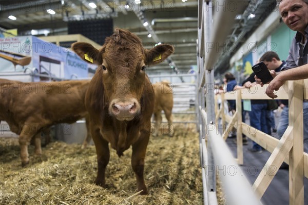 A cow in the animal hall at the Green Week at the exhibition center in Berlin on 16.01.2026. The Agricultural and Food Industry Fair will take place from January 16-25, 2026