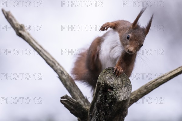 Squirrel (Sciurus vulgaris), Emsland, Lower Saxony, Germany
