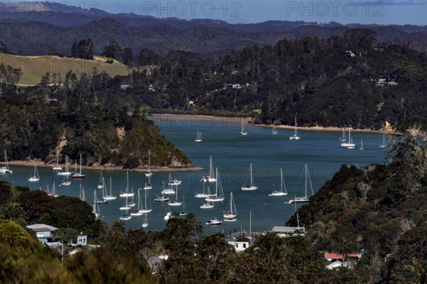 View of the Bay of Islands with numerous boats surrounded by lush vegetation, Maiki, Bay of Islands, New Zealand