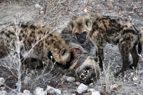 Two hyenas eat a carcass in Etosha National Park, Etosha National Park, Namibia