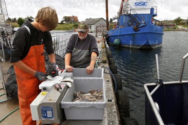Fishermen process their catch at the harbour with a fishing boat in the background, Herrvik, Gotland, Sweden