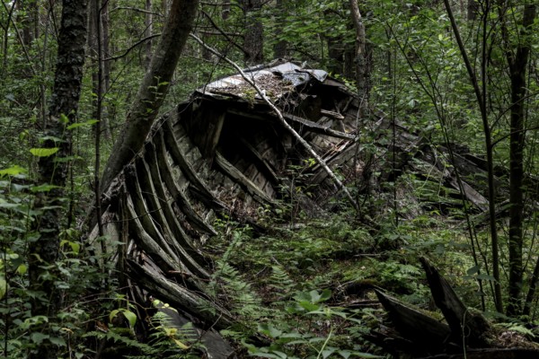 Dilapidated fishing boat surrounded by forest with visible ship ribs, Mazirbe, Latvia