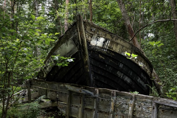 Old fishing boat wreck amidst thick vegetation in the forest, Mazirbe, Latvia