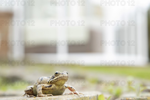 Common frog (Rana temporaria) adult amphibian in a garden with a house in the background in spring, England, United Kingdom