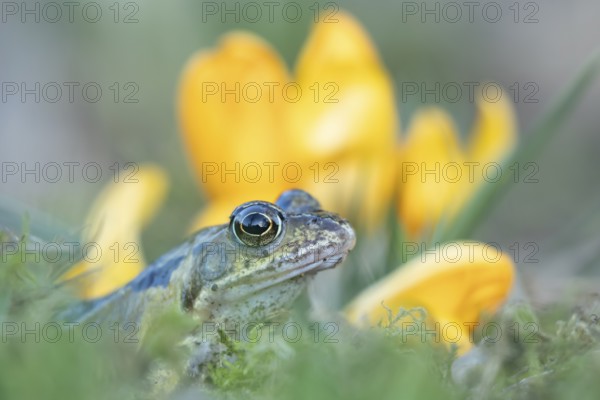 Common frog (Rana temporaria) adult amphibian amongst garden yellow crocus flowers in spring, England, United Kingdom