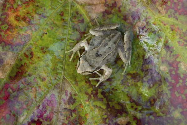 Common frog (Rana temporaria) juvenile baby froglet amphibian on an autumn colour leaf, England, United Kingdom