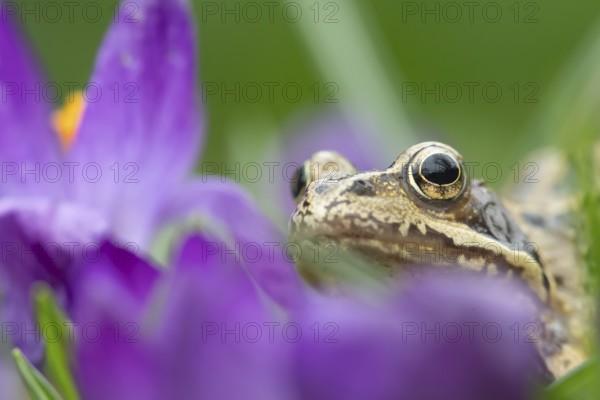 Common frog (Rana temporaria) adult amphibian amongst garden purple crocus flowers in spring, England, United Kingdom