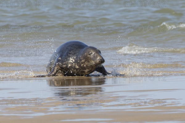 Atlantic grey seal (Halichoerus grypus) adult animal in the shallow sea on a seaside beach, England, United Kingdom