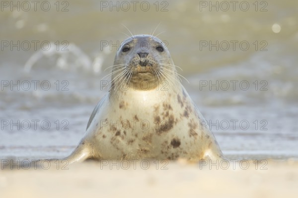 Atlantic grey seal (Halichoerus grypus) adult animal on a beach, England, United Kingdom