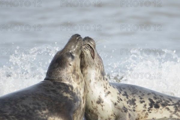 Atlantic grey seal (Halichoerus grypus) two adult animals courting in love in the sea waves on a seaside beach, England, United Kingdom