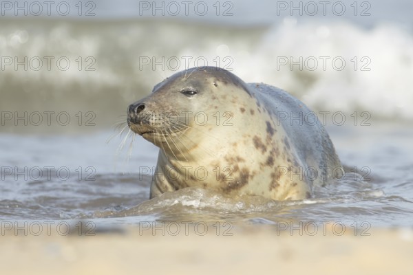Atlantic grey seal (Halichoerus grypus) adult animal relaxing in the shallow water of the sea at a beach, England, United Kingdom
