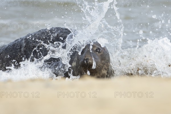 Atlantic grey seal (Halichoerus grypus) adult animal in the sea waves on a seaside beach, England, United Kingdom