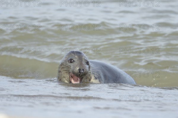 Atlantic grey seal (Halichoerus grypus) adult animal in the shallow water of the sea, England, United Kingdom