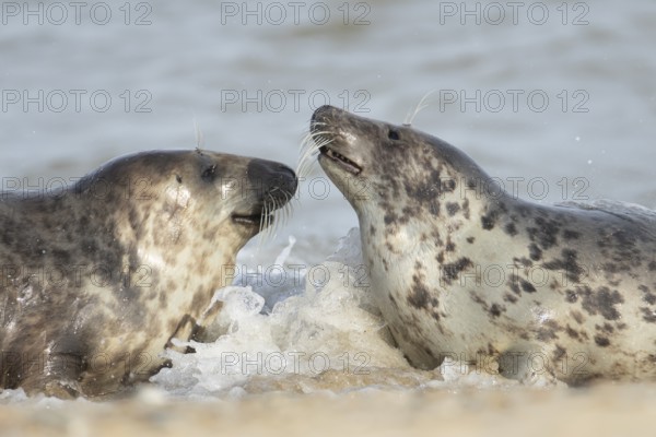 Atlantic grey seal (Halichoerus grypus) two adult animals in the sea waves on a seaside beach, England, United Kingdom