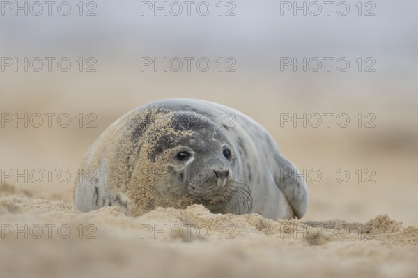 Atlantic grey seal (Halichoerus grypus) adult animal relaxing on sand of a seaside beach, England, United Kingdom