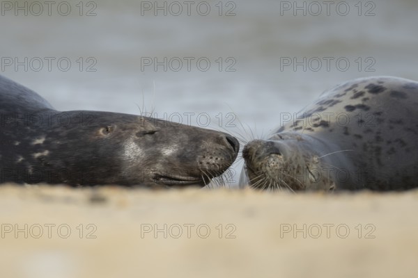 Atlantic grey seal (Halichoerus grypus) two adult animals in love on a seaside beach, England, United Kingdom