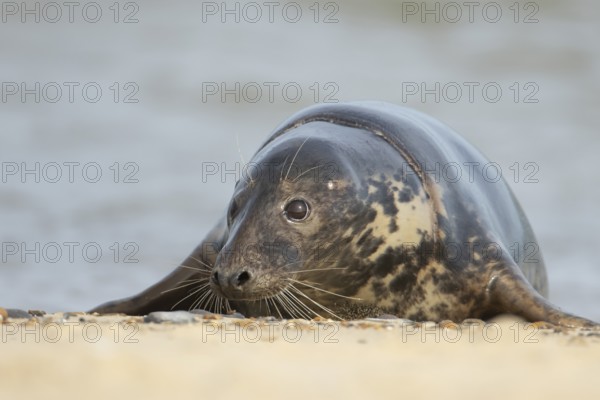 Atlantic grey seal (Halichoerus grypus) adult animal on sand of a seaside beach, England, United Kingdom