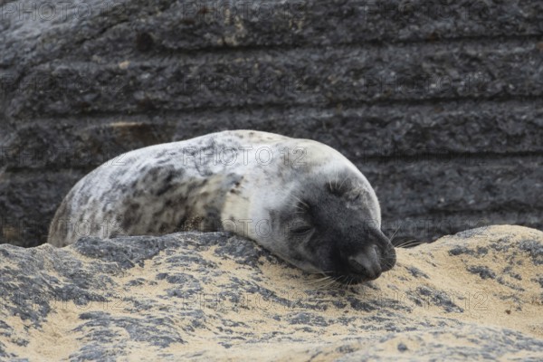 Atlantic grey seal (Halichoerus grypus) adult animal resting on a rock at a beach, England, United Kingdom