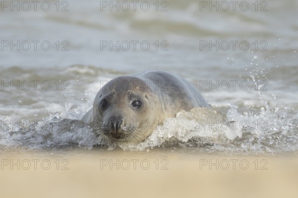 Atlantic grey seal (Halichoerus grypus) adult animal in the shallow water of a breaking wave of the sea, England, United Kingdom