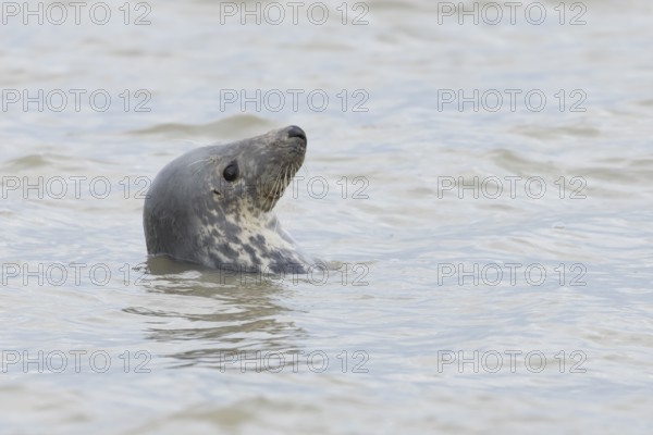 Atlantic grey seal (Halichoerus grypus) adult animal in the sea, England, United Kingdom