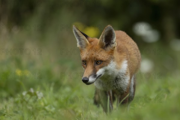 Red fox (Vulpes vulpes) adult animal in countryside grassland, England, United Kingdom