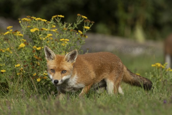 Red fox (Vulpes vulpes) juvenile baby cub animal in countryside grassland with wildflowers in summer, England, United Kingdom