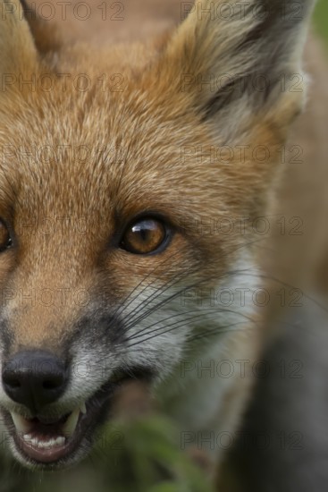 Red fox (Vulpes vulpes) adult animal head portrait, England, United Kingdom
