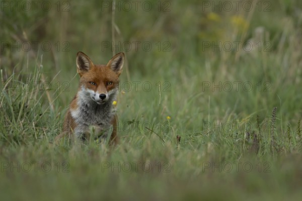 Red fox (Vulpes vulpes) adult animal in grassland, England, United Kingdom