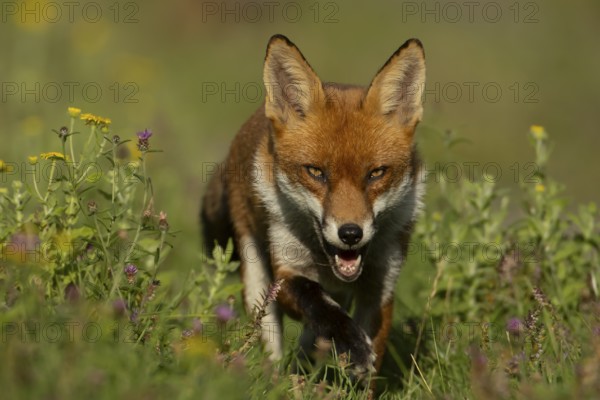 Red fox (Vulpes vulpes) adult animal in countryside grassland with wildflowers in summer, England, United Kingdom