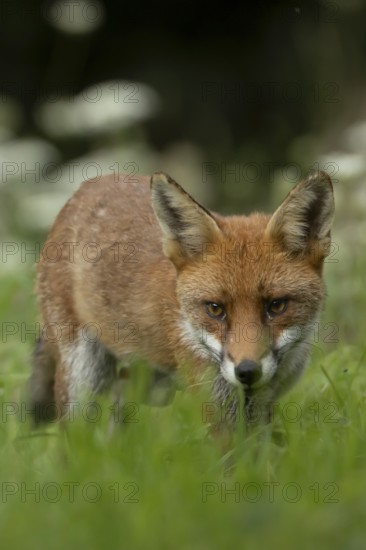 Red fox (Vulpes vulpes) adult animal in countryside grassland, England, United Kingdom