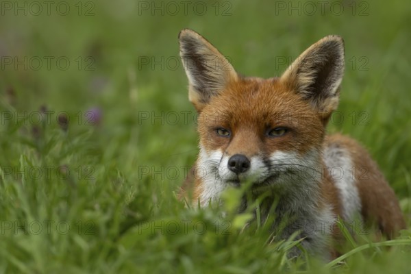 Red fox (Vulpes vulpes) adult animal resting in countryside grassland, England, United Kingdom
