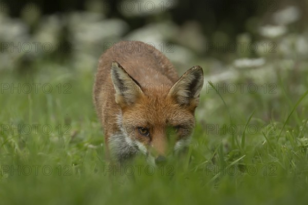 Red fox (Vulpes vulpes) adult animal hiding in countryside grassland, England, United Kingdom