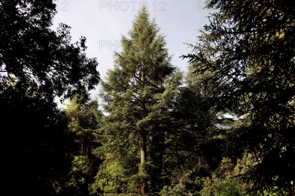 Dense cedar forest with tall trees under clear sky, Azrou, Forèt des Cèdres, Morocco