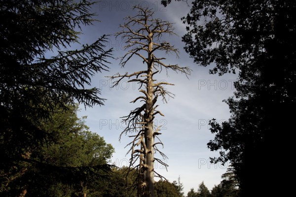 Large, dry tree found in a shady forest near Azrou. The atmosphere is wild and harsh, Azrou, Fès-Meknes region, Morocco