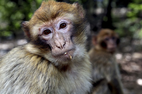 Barbary monkey looks curiously at the camera, forest environment, Azrou, Forèt des Cèdres, Morocco
