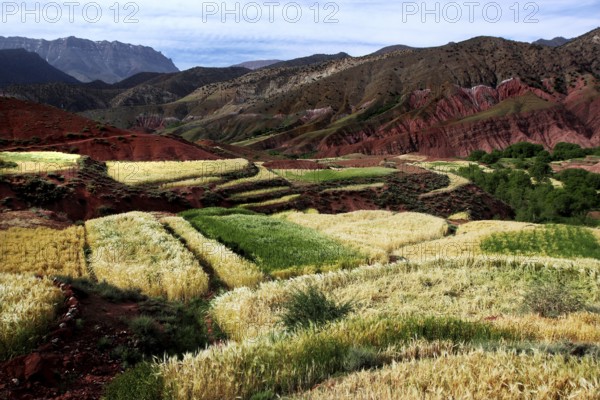 Terraced fields and mountains in the High Atlas region near Achaouikh, Achaouikh, High Atlas, Morocco