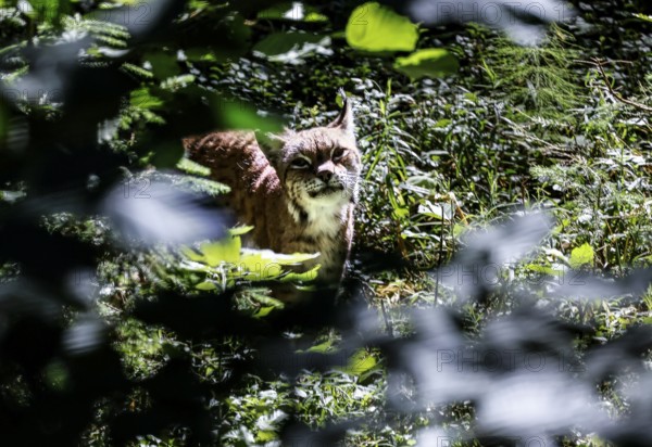 A lynx hides in the thick foliage of the Gauja National Park, Ligatne, Vidzeme, Latvia
